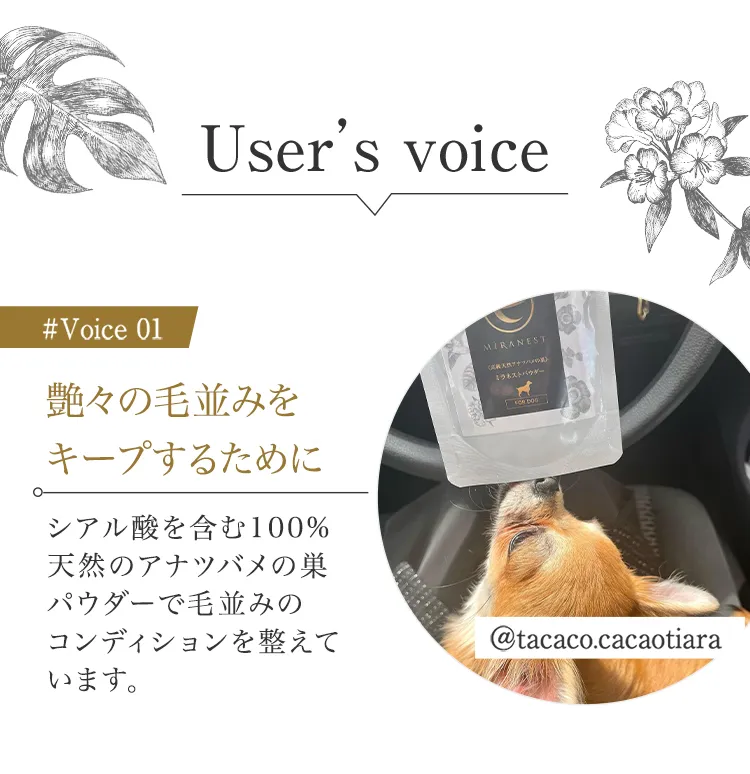 Voice01