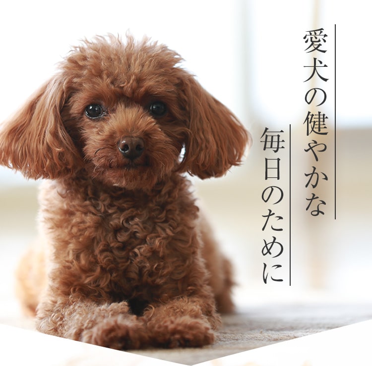 愛犬の健やかな毎日のために